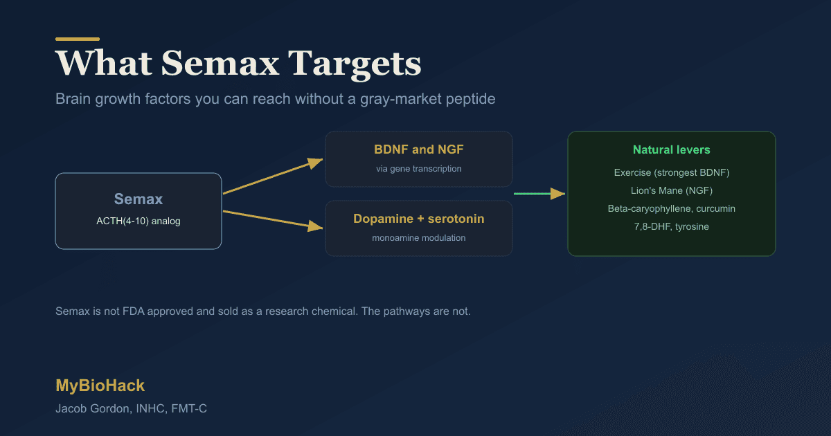 Semax: How The Nootropic Peptide Works, Its Legal Gray Zone, And Natural Ways To Raise BDNF