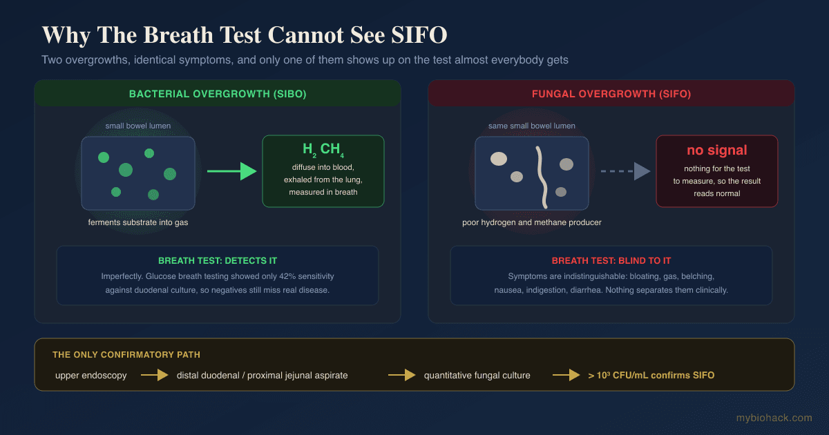 SIFO (Small Intestinal Fungal Overgrowth): The Reason Your SIBO Treatment Did Not Work
