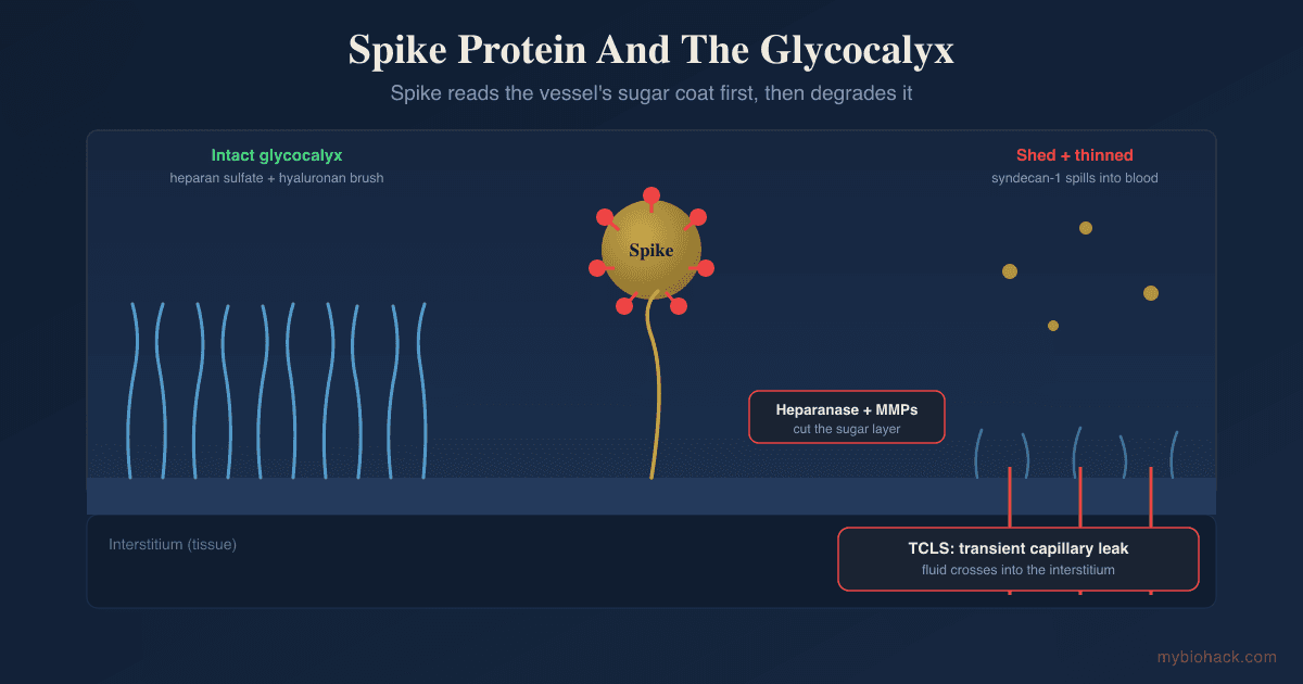 Spike Protein Persistence And The Glycocalyx