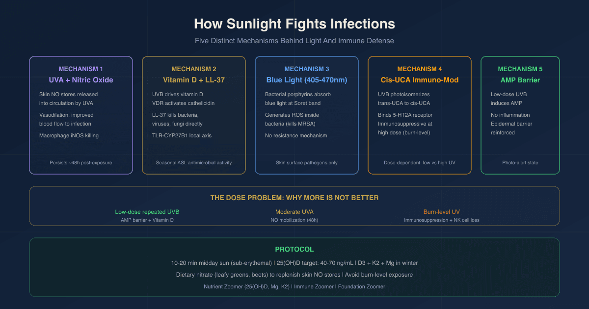 How Sunlight Fights Infections: The Real Mechanisms Behind Light And Immune Defense