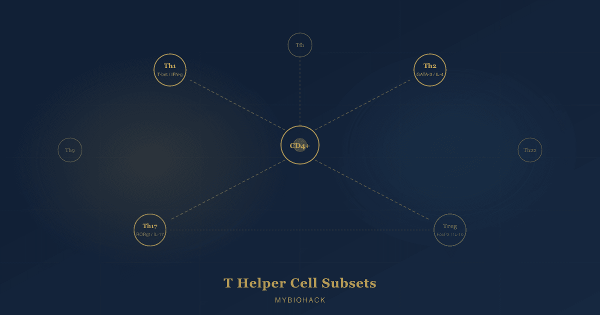 T Helper Cell Subsets: Th1, Th2, Th17, Tregs, Th9, Th22, And Tfh Explained