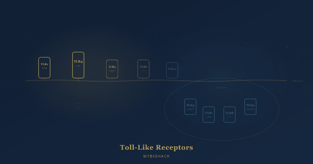 All Ten Human Toll-Like Receptors: What Each One Senses, How It Signals, And Where It Goes Wrong