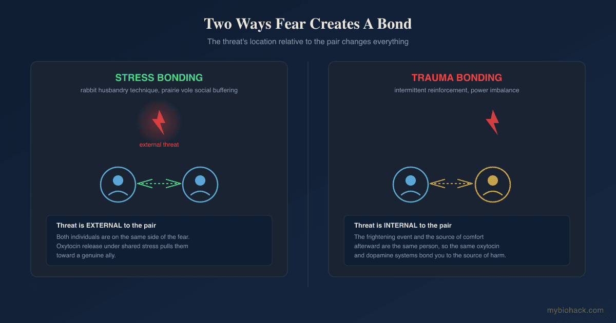 Trauma Bonding vs. Stress Bonding: The Biology Of Bonding To The Person Hurting You