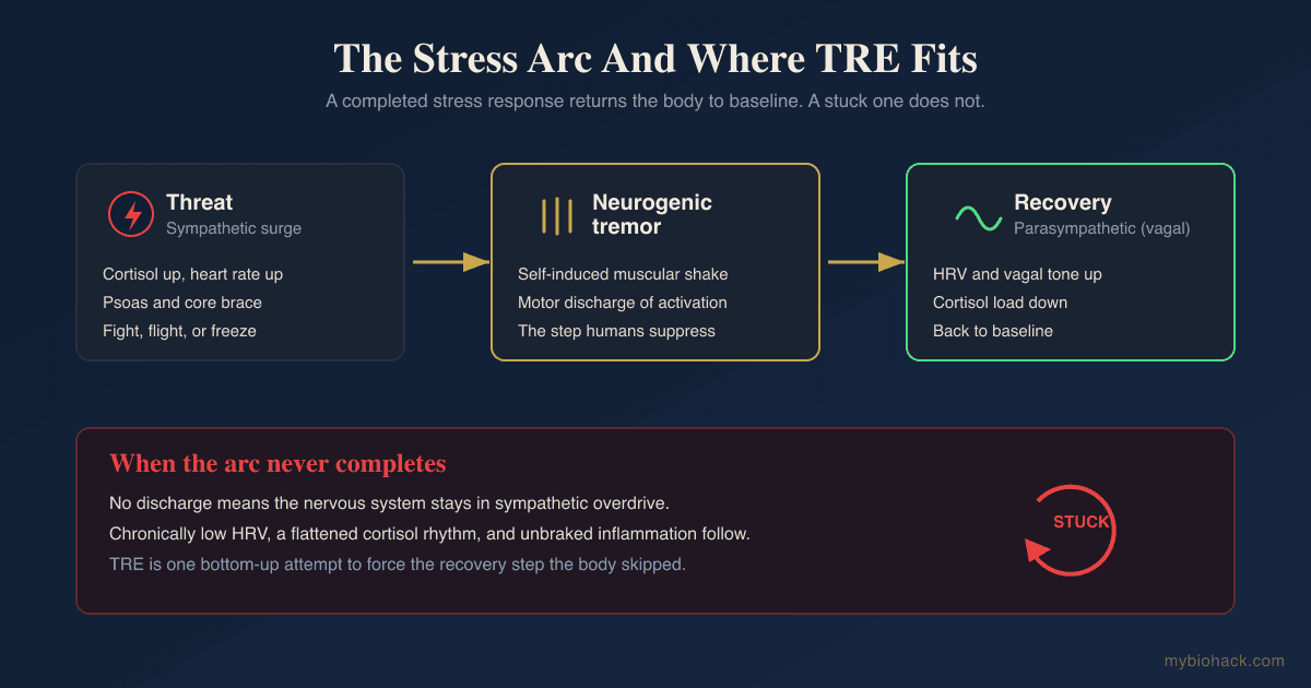 TRE (Tension And Trauma Releasing Exercises): The Neurogenic Tremor Mechanism, The Evidence, And How To Do It Safely