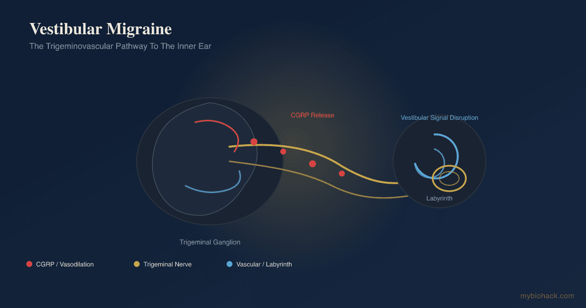 Vestibular Migraine and Chronic Vertigo: The Dysautonomia Connection