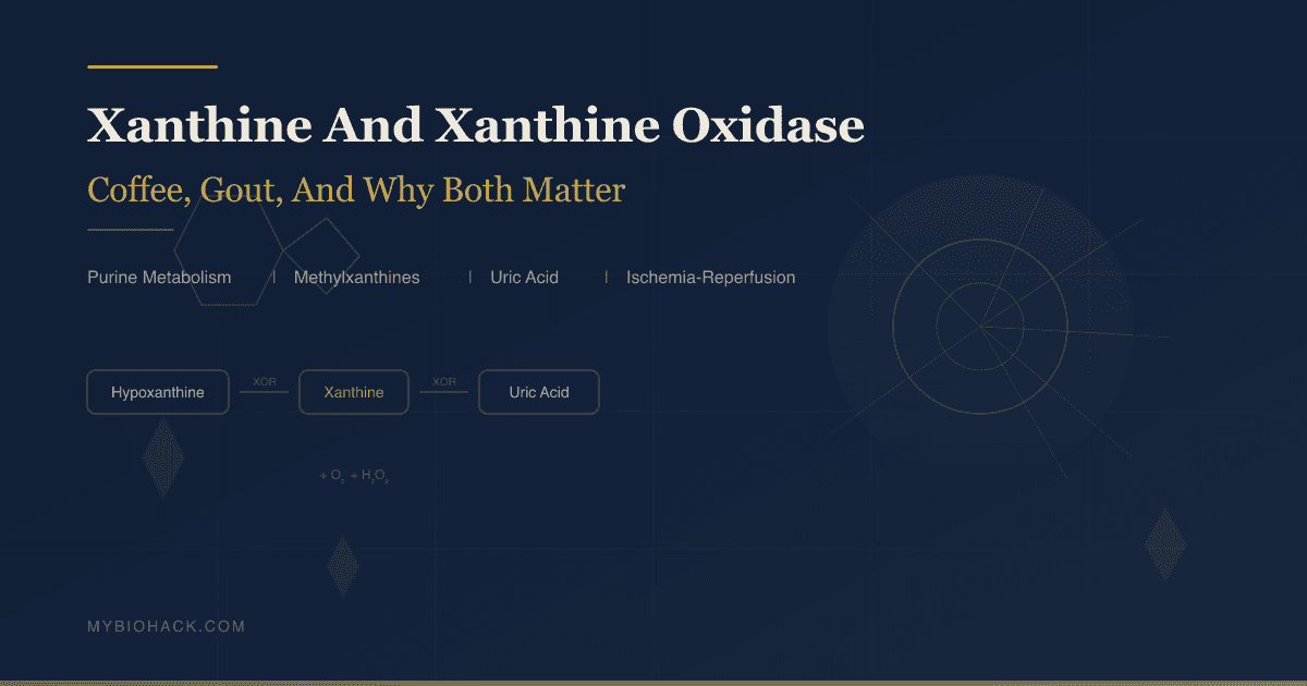 Xanthine And Xanthine Oxidase: The Molecule In Your Coffee, The Enzyme Behind Gout, And Why Both Matter For Your Health