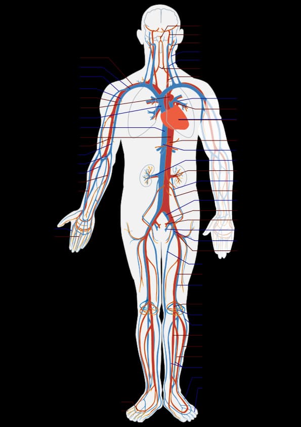 Nitric Oxide Modulation of Blood Pressure (Part 1)