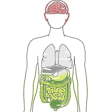 The Gut-Brain Axis (And Gut Feelings)