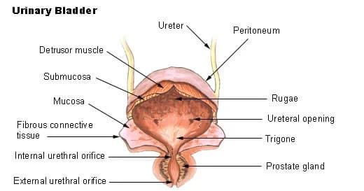 Improve Detrusor Sphincter Dyssynergia