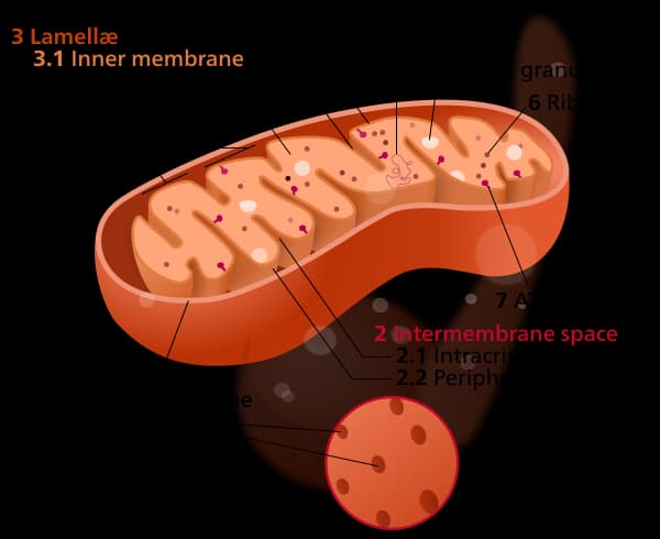Understanding Proton Pump Inhibitors (Part 1)