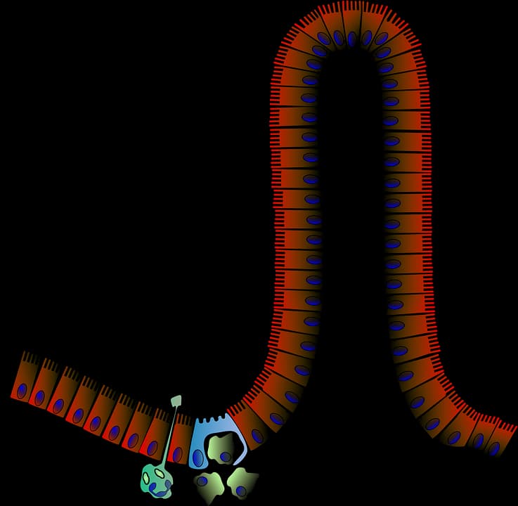 5 Benefits of Maintaining SIgA (SIgA Part 2)