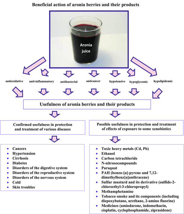 The 13+ Benefits Of Chokeberries (Aronia)