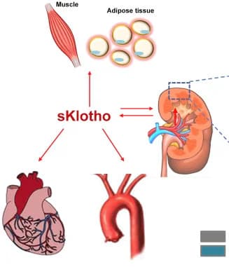 Klotho: Become Smarter And Live Longer With 50+ Ways To Increase Klotho