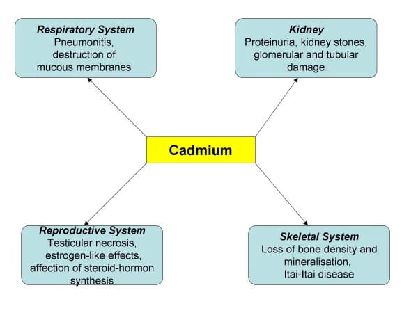 How Cadmium Damages Mitochondria And What To Do About It
