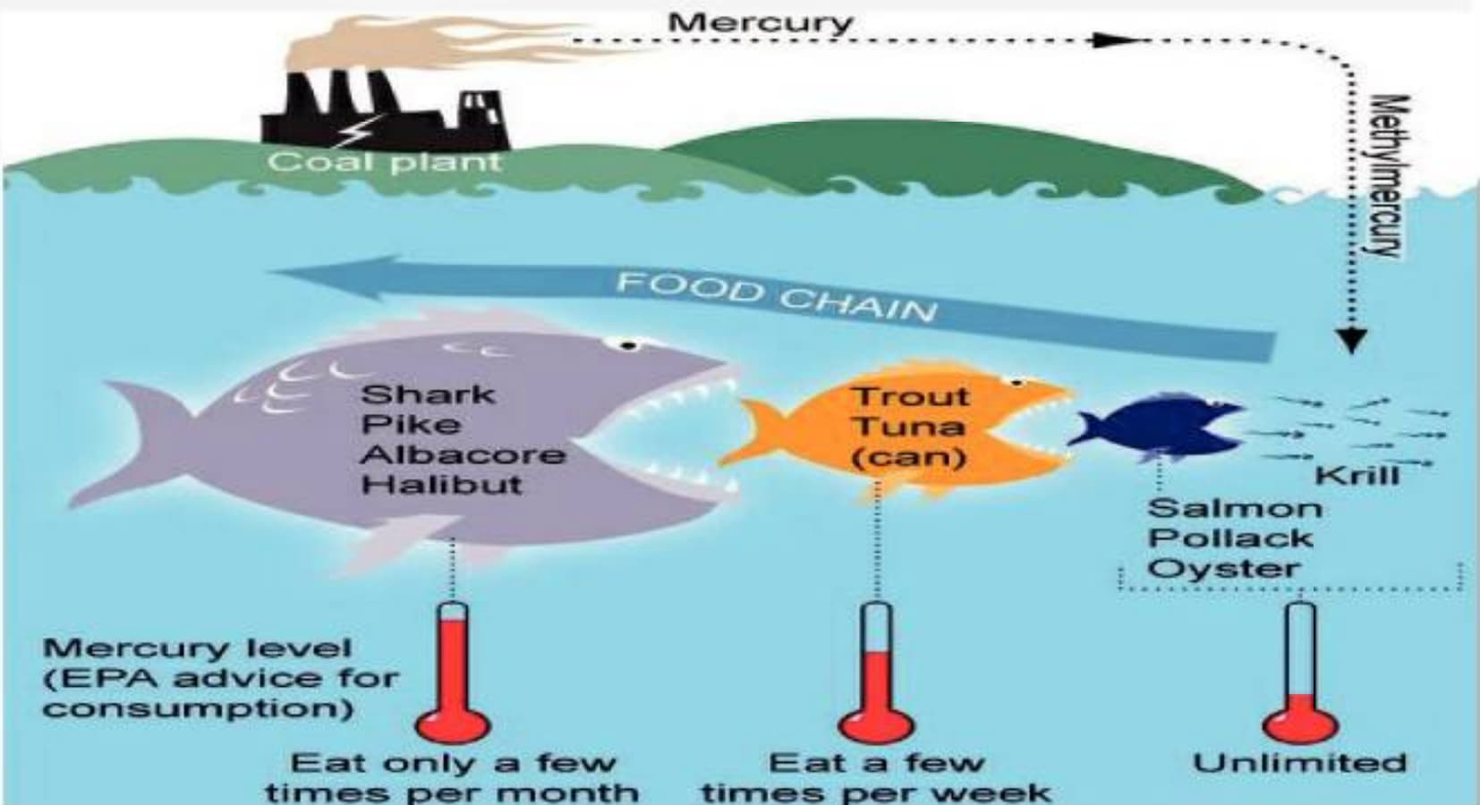 Inorganic Vs Organic Mercury (And What To Do About It)