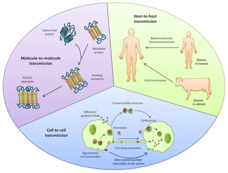 How To Stop Protein Misfolding (Proteopathy)