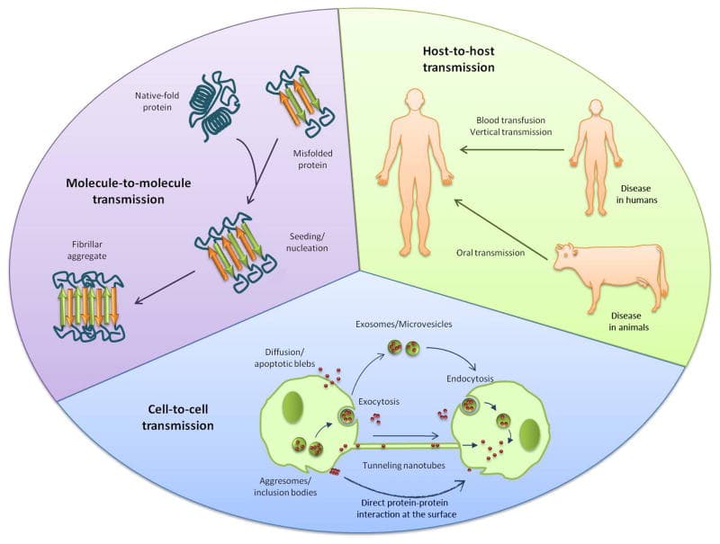 How To Stop Protein Misfolding (Proteopathy)