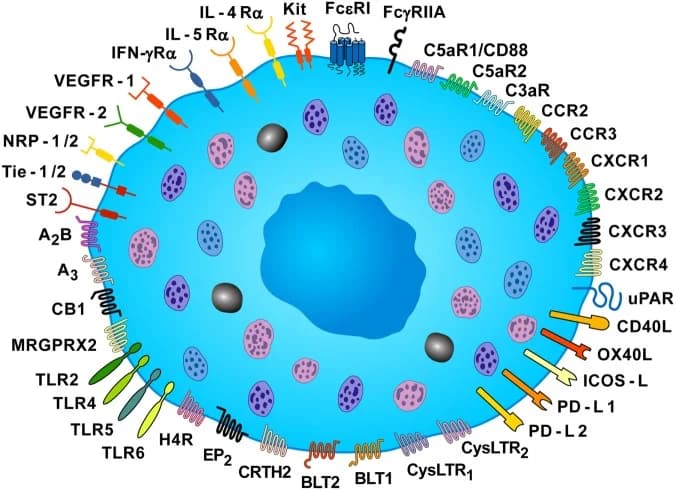 Mast Cells (Part 2): Mast Cells And Cancer