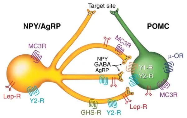 Neuropeptides and Autophagy