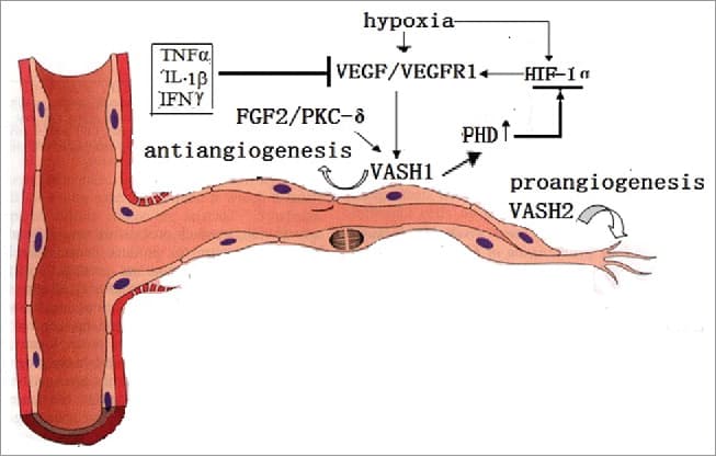 Vasohibin-1 (VASH1) Fights Cancer And Senescence