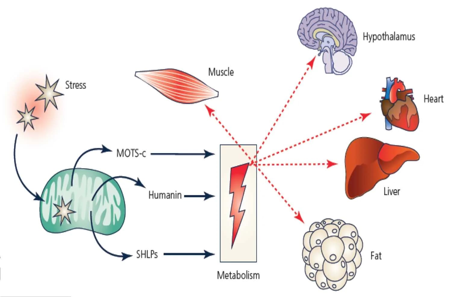 Humanin: 7+ Ways To Increase Mitochondria's IGF-1
