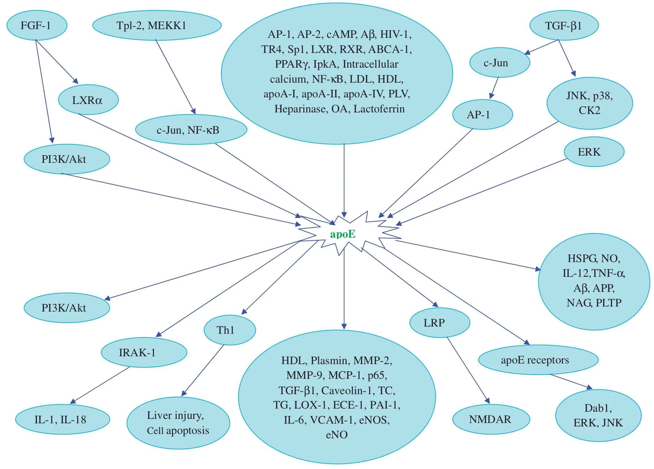 Are You ApoE4? 88+ Ways To Increase Apolipoprotein E (ApoE)