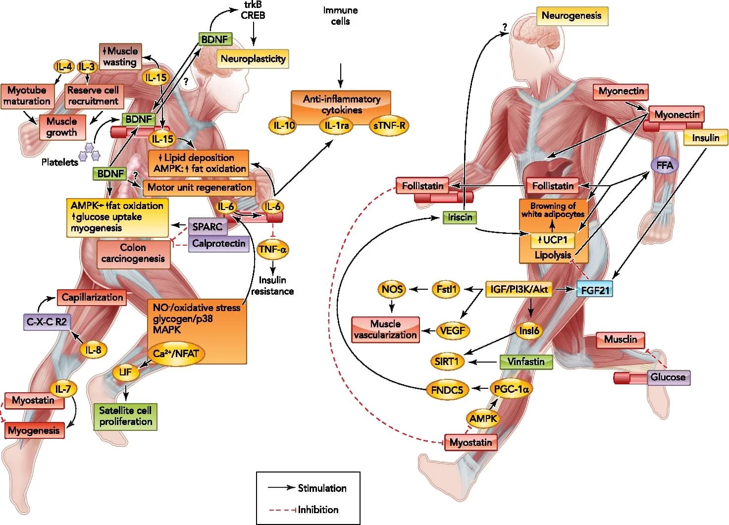 How To Run While Sitting Down: Exercise Mimetics
