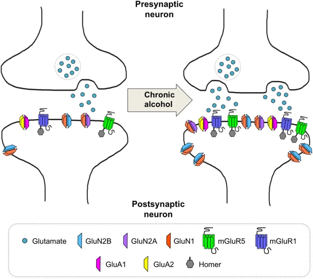 HOMER1, HOMER2, and HOMER3: How These Homologs Promote Strong Synaptic Plasticity