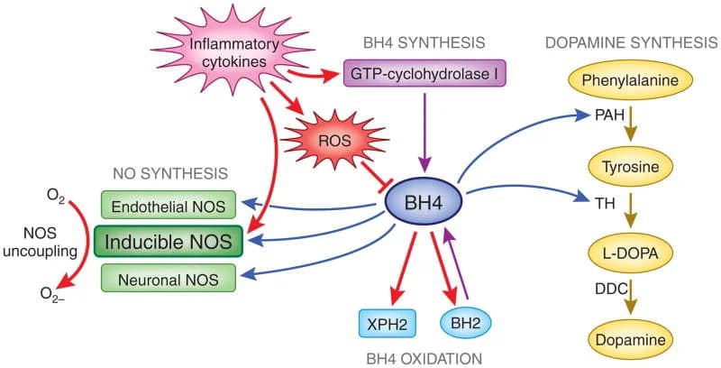 Buy Tetrahydrobiopterin (BH4) And Increase It Naturally