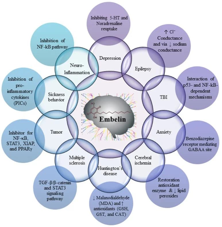 The 28+ Benefits Of Embelin (Embelia Ribes) And Its Natural Sources