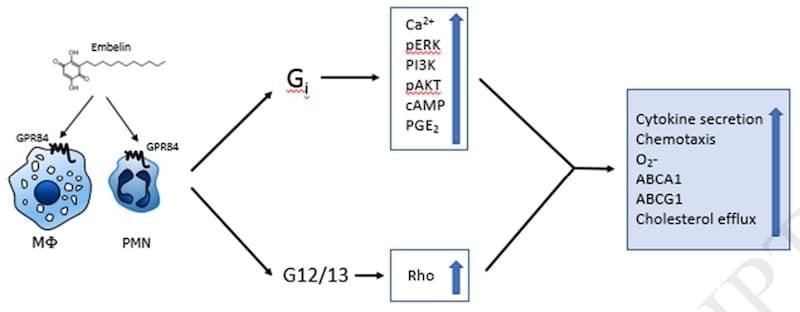 How GPR84 Senses And Potentiates Inflammation