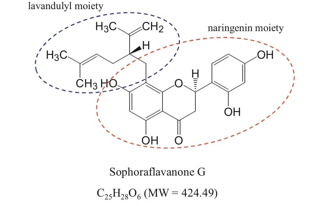 The 8+ Benefits Of Sophoraflavanone G (with Mechanisms and Natural Sources)