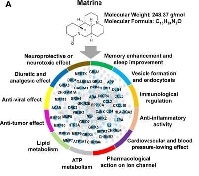 The 27+ Benefits Of Matrine (with Natural Sources And Mechanisms)