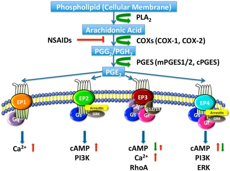 Natural Cyclooxygenase 2 (COX-2) Inhibitors (with Genetics and Pathways)