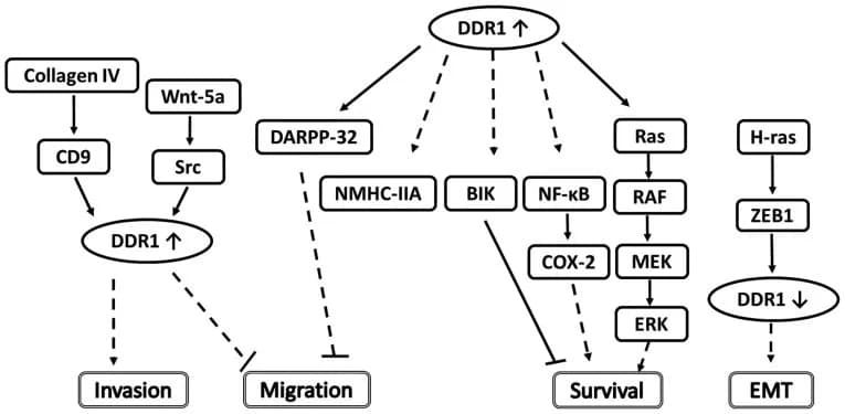 Discoidin Domain Receptors (DDR1 and DDR2): Activators And Inhibitors