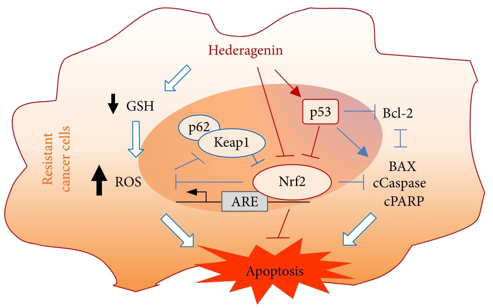 The 8+ Benefits of Hederagenin (with Sources and Derivatives)