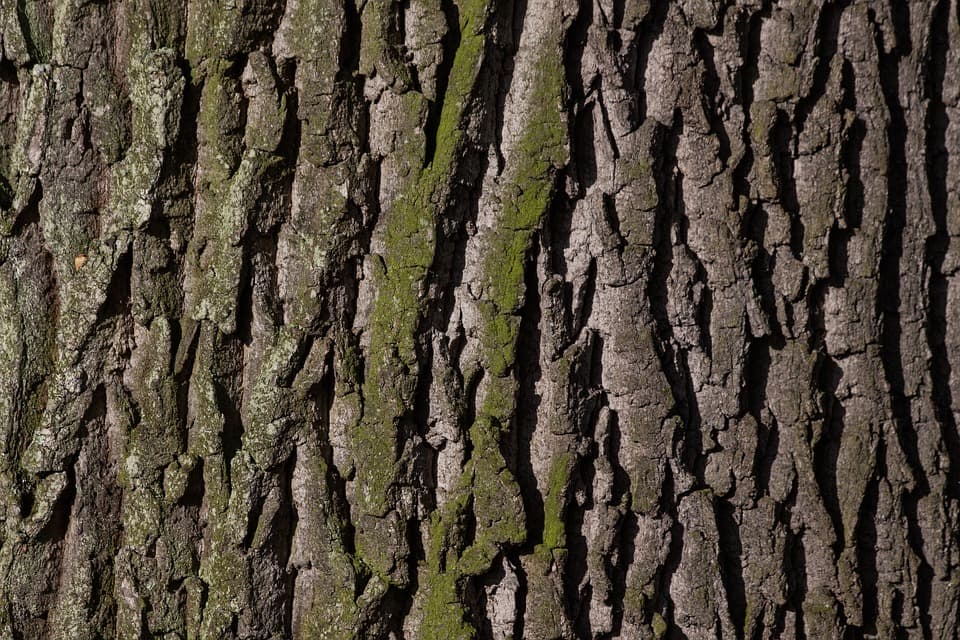 The 35+ Benefits Of French Maritime Pine Bark (Pycnogenol, Flavangenol And Oligopin)