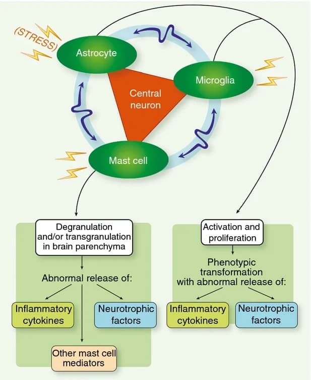 Mast Cells (Part 3): The Mast Cell-Glia Interaction In Chronic Inflammation