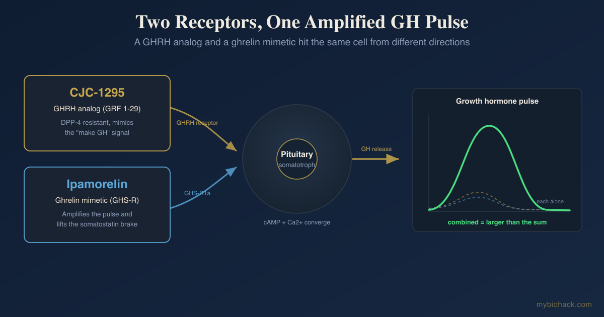 CJC-1295 And Ipamorelin: How The GHRH And Ghrelin Peptide Stack Works, DAC vs No-DAC, And The Honest Evidence