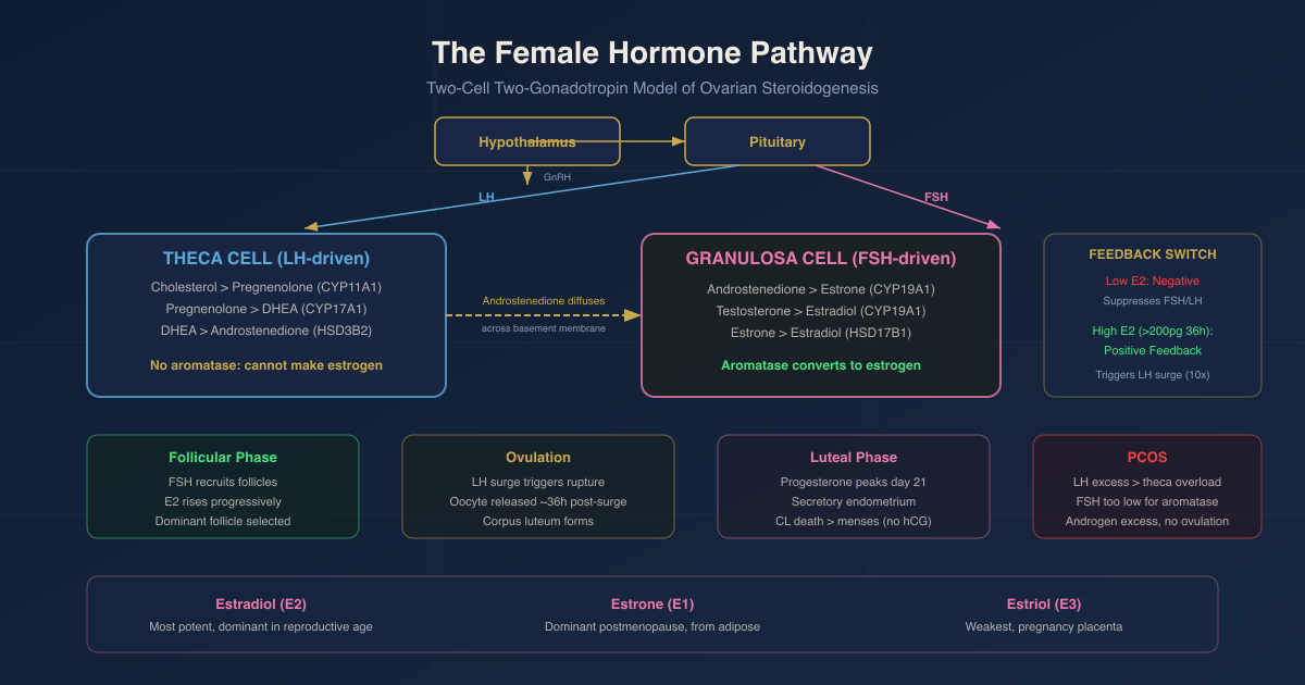 Female hormone pathway and ovarian steroidogenesis