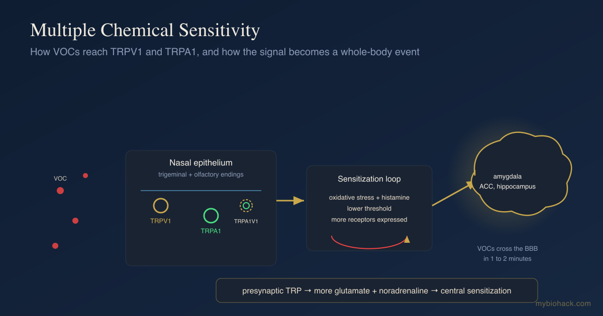 Multiple chemical sensitivity and TRP receptors: TRPV1 and TRPA1 sensing volatile organic compounds at trigeminal nerve endings and signaling the brain