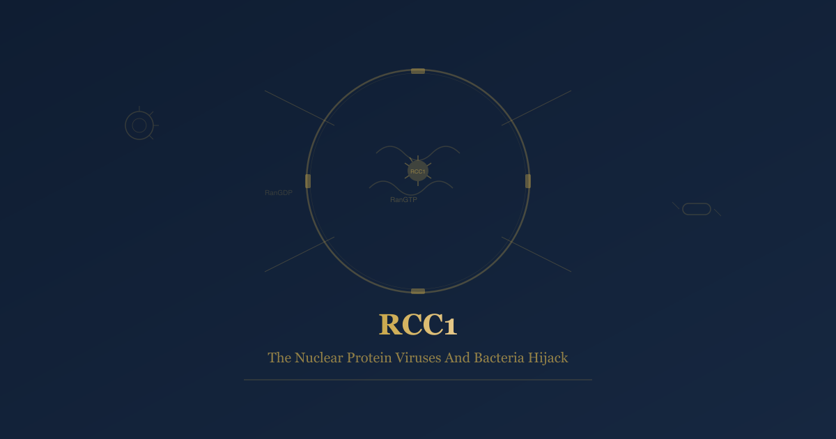 RCC1: The Nuclear Protein Viruses And Bacteria Have Evolved To Hijack