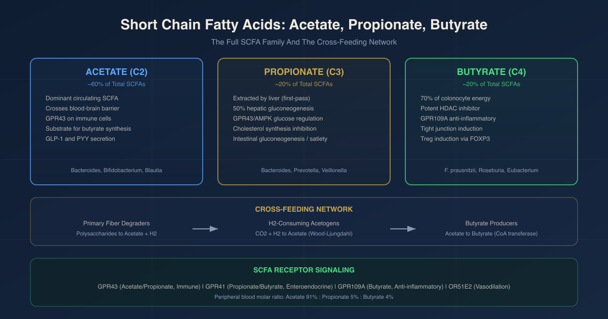 Short Chain Fatty Acids: Acetate, Propionate, Butyrate, And The Minor SCFAs Your Gut Makes Every Day