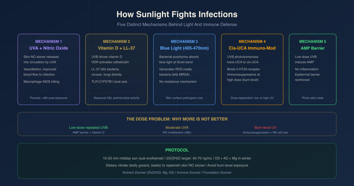 How Sunlight Fights Infections: The Real Mechanisms Behind Light And Immune Defense