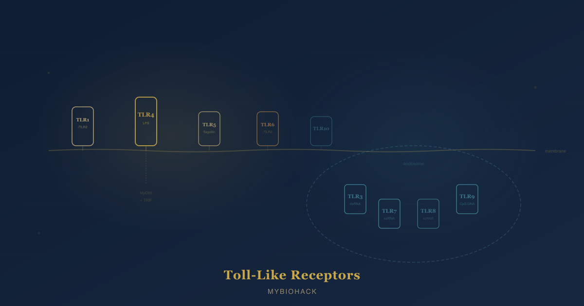 All Ten Human Toll-Like Receptors: What Each One Senses, How It Signals, And Where It Goes Wrong