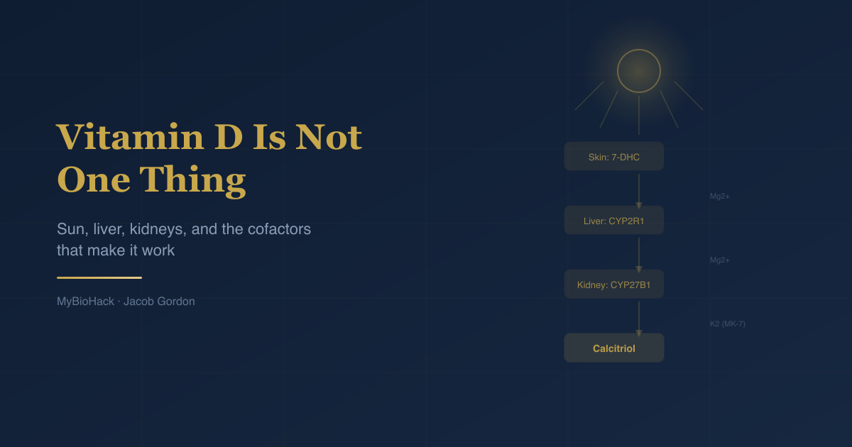 Vitamin D conversion pathway: sun, liver, kidneys, and the cofactors that make it work