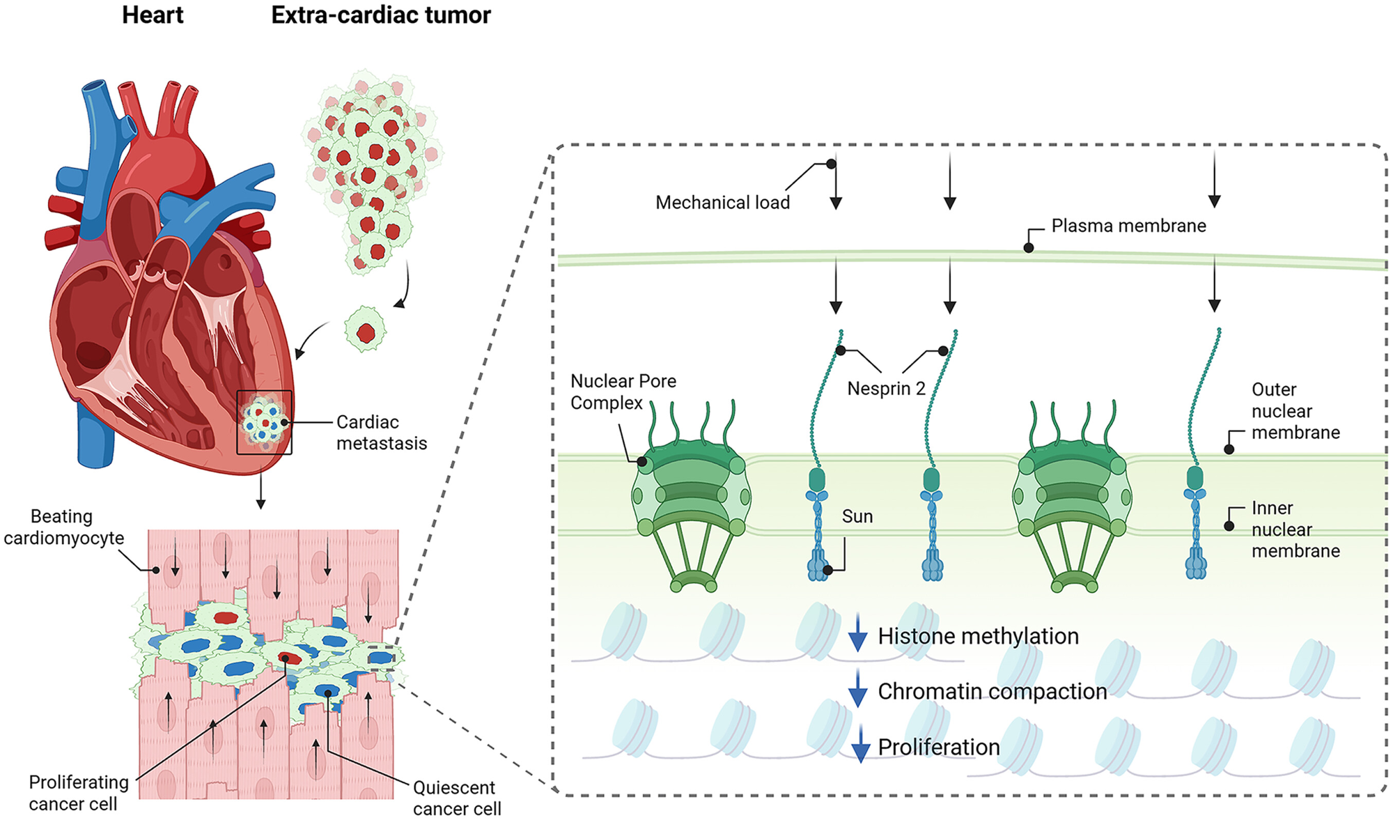 Diagram of a cardiac metastasis showing mechanical load transmitted through Nesprin-2 and the LINC complex to reduce histone methylation, chromatin compaction, and proliferation