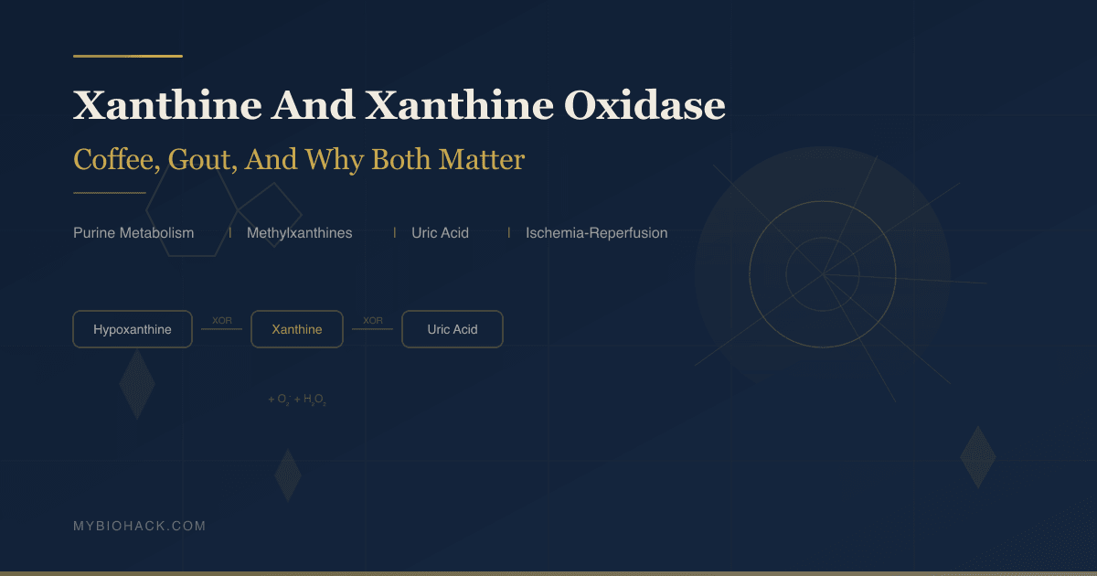 Xanthine and xanthine oxidase hero image showing purine catabolism pathway